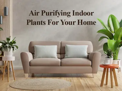 RV Nirmaan Air Purifying Indoor Plants For Your Home